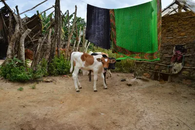 DSC_4691 (Large).JPG